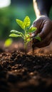 Hand pouring black soil on green bokeh background Planting a small plant on a pile of soil