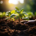 Hand pouring black soil on green bokeh background Planting a small plant on a pile of soil