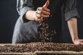 Hand pouring fragrant coffee beans on a pile of roasted Arabica grains. Selection of fresh coffee for espresso Royalty Free Stock Photo