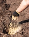 Hand pours sand for planting a plant Royalty Free Stock Photo