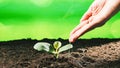 Hand pours water on green seedling