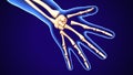 3d illustration of human baby skeleton hand bone anatomy