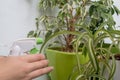 Hand presses lever of spray gun, spraying fresh green leaves of house plants Chlorophytum and ficus Benjamin, standing on right. Royalty Free Stock Photo