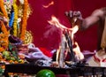 Hand of a priest worshiping hindu god with fire and yagna ritual by adding fuel in flame