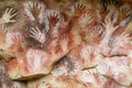 Hand prints on a cave wall