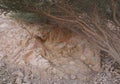 Hand prints of unknown people on rock in desert Royalty Free Stock Photo