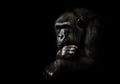 Hand props his head. Monkey anthropoid gorilla female. a symbol of brooding rationality and heavy thoughts. isolated black