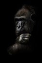 Hand props his head. Monkey anthropoid gorilla female. a symbol of brooding rationality and heavy thoughts. isolated black