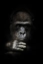 Hand props his head. Monkey anthropoid gorilla female. a symbol of brooding rationality and heavy thoughts. isolated black