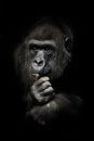 Hand props his head. Monkey anthropoid gorilla female. a symbol of brooding rationality and heavy thoughts. isolated black Royalty Free Stock Photo