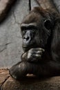 Hand props his head. Monkey anthropoid gorilla female. a symbol of brooding rationality and heavy thoughts