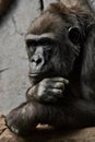 Hand props his head. Monkey anthropoid gorilla female. a symbol of brooding rationality and heavy thoughts