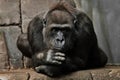 Hand props his head. Monkey anthropoid gorilla female. a symbol of brooding rationality and heavy thoughts