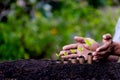 Hand protection money coins like growing graph,plant Royalty Free Stock Photo