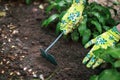 Hand in protective glove holds gardening tool and loosens ground around green plant, taking care and cultivating garden plants Royalty Free Stock Photo