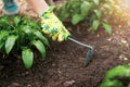 Hand in protective glove holds gardening tool and loosens ground around green plant, taking care and cultivating garden plants. Royalty Free Stock Photo
