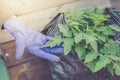 Hand in protective glove touches plants tomato/tomato planting in the ground using protective gloves Royalty Free Stock Photo