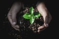 Hand protects seedlings that are growing, Environment Earth Day In the hands of trees growing seedlings, reduce global warming, Royalty Free Stock Photo