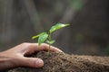 Hand protects seedlings that are growing, Environment Earth Day In the hands of trees growing seedlings, reduce global warming, Royalty Free Stock Photo