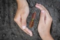 Hand protects seedlings that are growing, Environment Earth Day In the hands of trees growing seedlings, reduce global warming, Royalty Free Stock Photo