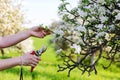 Hand pruning blooming branch of fruit tree Royalty Free Stock Photo