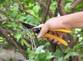 Hand pruning branches in the yard