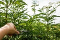 Hand pruning inflorescence fresh plant valerian flowers Valeriana officinalis with berries. garden valerian, garden Royalty Free Stock Photo