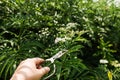 Hand pruning inflorescence fresh plant valerian flowers Valeriana officinalis with berries. garden valerian, garden Royalty Free Stock Photo