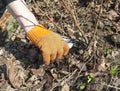 Hand pruning the rose shrub