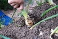 The hand pulls the onion out of the ground in the garden