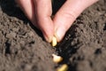 Hand puts corn kernels in the hole. Planting seeds in the ground. Sowing company or agriculture concept. Royalty Free Stock Photo