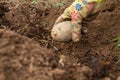 The hand puts a potato tuber in in the prepared soil