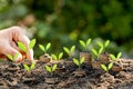 Hand putting coin on coin stack growing graph with green bokeh background,investment concept.tree growing on coin,Business Finance Royalty Free Stock Photo