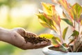 Hand putting used coffee grounds as fertilizer to the plant in the potted, Reusing and Environment concept