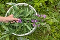 hand putting willow-herb (Ivan-tea) in the bucket during gatheri Royalty Free Stock Photo