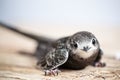 Hand Raised Young Swifts Royalty Free Stock Photo