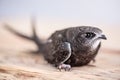 Hand Raised Young Swifts Royalty Free Stock Photo