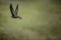 Hand Raised Young Swifts Royalty Free Stock Photo