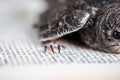 Hand Raised Young Swifts Royalty Free Stock Photo