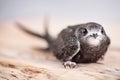 Hand Raised Young Swifts