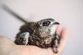 Hand Raised Young Swifts Royalty Free Stock Photo