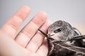 Hand Raised Young Swifts Royalty Free Stock Photo