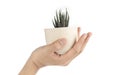 Hand raised zebra haworthia cactus pots