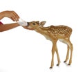 Hand raising fawn Royalty Free Stock Photo