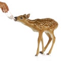 Hand raising fawn Royalty Free Stock Photo