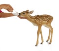 Hand raising fawn Royalty Free Stock Photo