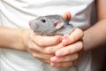 Hand ram Dumbo in the hands of a child. Pet, close-up