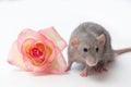 Hand rat, dumbo rat, pets on a white background, a very cute little rat, a rat next to a rose