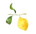 hand rawn watercolor lemon with leaves isolated. Botanical illustration of yellow citrus fruits. Ideal for food