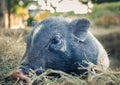 Swine fever concept: Pigs on the farm Royalty Free Stock Photo